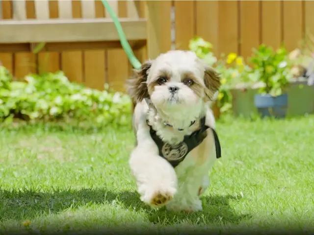 業界3年以上、ペット資格保有スタッフによる豊富なノウハウで安心ペットシッター◎サービスの画像