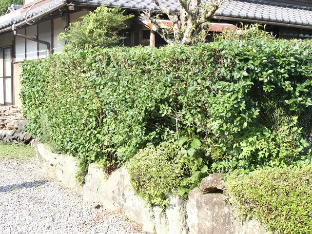 伸びた生垣をスッキリ綺麗に！経験と知識を活かして迅速、丁寧に作業いたします。サービスの画像