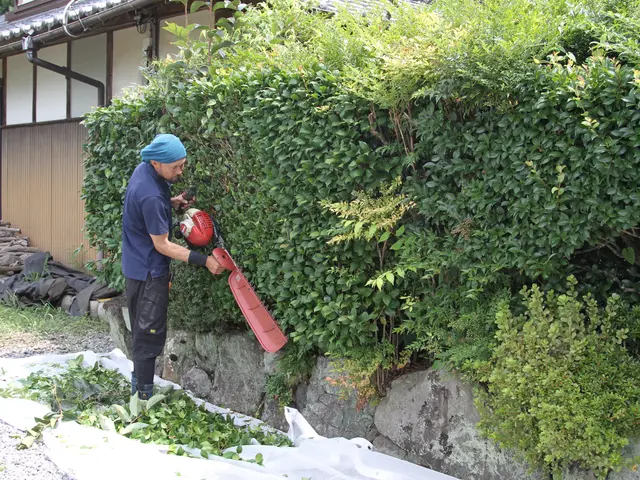 伸びた生垣をスッキリ綺麗に！経験と知識を活かして迅速、丁寧に作業いたします。サービスの画像