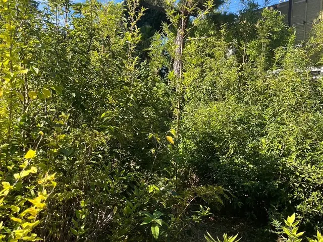 お庭やマンション周りの草抜きもキレイに！！知識と経験が豊富なのでお任せください。サービスの画像