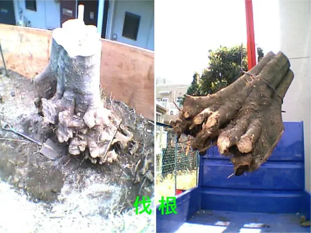 ★樹木の悩みお任せ下さい。１級造園技能士がご要望にお応えします！サービスの画像