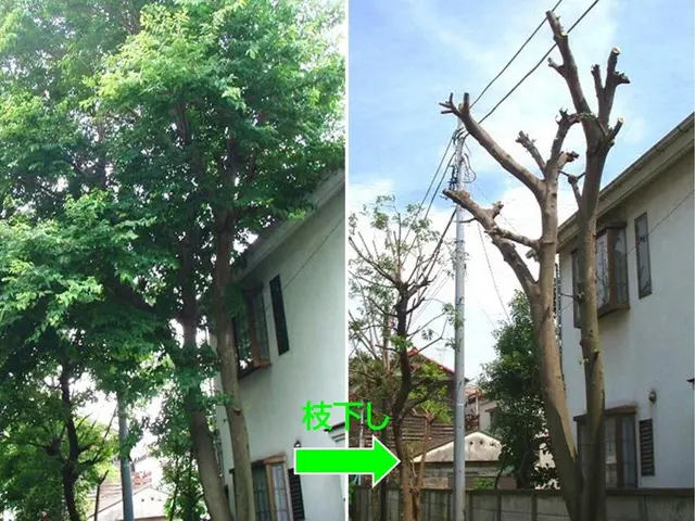 ★樹木の悩みお任せ下さい。１級造園技能士がご要望にお応えします！サービスの画像