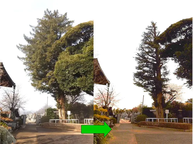 ★樹木の悩みお任せ下さい。１級造園技能士がご要望にお応えします！サービスの画像