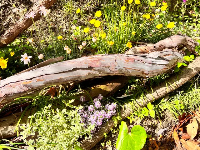 可愛いきゅんっとする花壇や寄せ植えを得意としておりますので、ぜひお試しくださいサービスの画像