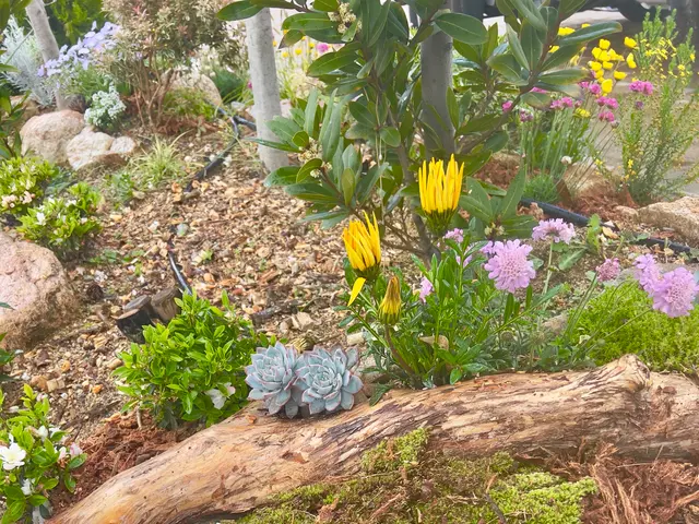 可愛いきゅんっとする花壇や寄せ植えを得意としておりますので、ぜひお試しくださいサービスの画像