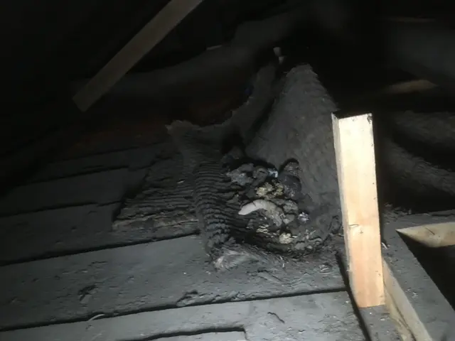 困った！ハクビシン捕獲【 フンを見かけたら連絡】有資格対応OK ︎安心☆☆☆3星サービスの画像