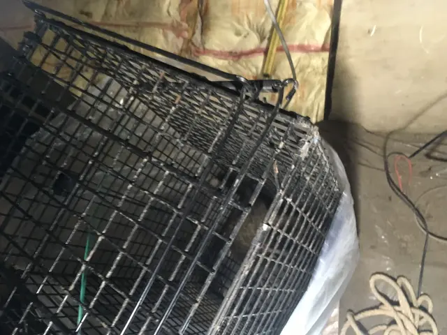 困った！ハクビシン捕獲【 フンを見かけたら連絡】有資格対応OK ︎安心☆☆☆3星サービスの画像