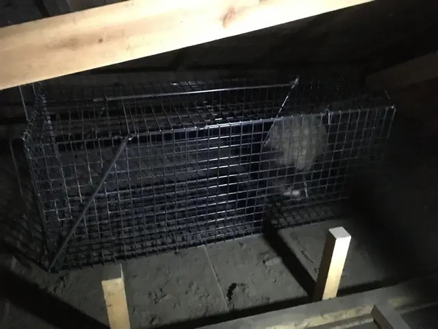 困った！ハクビシン捕獲【 フンを見かけたら連絡】有資格対応OK ︎安心☆☆☆3星サービスの画像