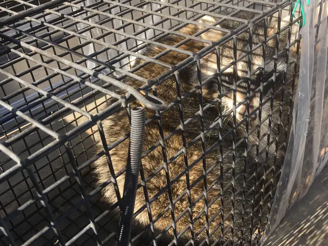 困った！ハクビシン捕獲【 フンを見かけたら連絡】有資格対応OK ︎安心☆☆☆3星サービスの画像