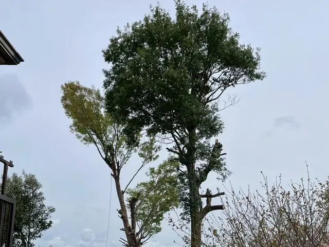 ＜造園業歴19年＞店長訪問◎場所・種類問わず対応可☆　伐採おまかせください◎サービスの画像