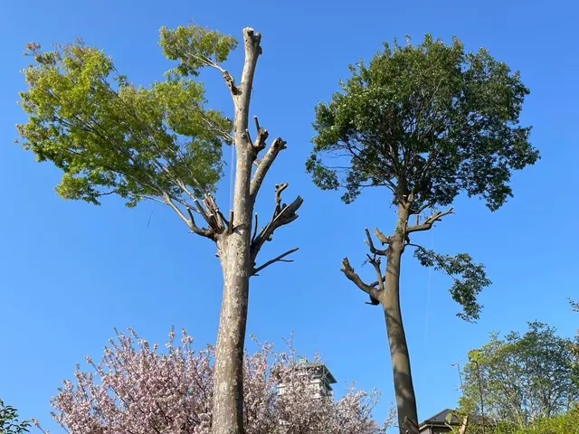 ＜造園業歴19年＞店長訪問◎場所・種類問わず対応可☆　伐採おまかせください◎サービスの画像