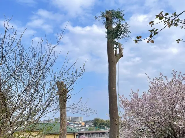 ＜造園業歴19年＞店長訪問◎場所・種類問わず対応可☆　伐採おまかせください◎サービスの画像