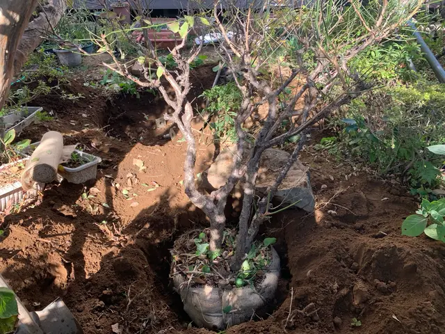 《庭師》信頼と実績の10年！あなたの庭を美しく整えるプロフェッショナルサービス◎サービスの画像