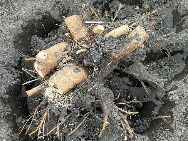 必ず私が伺います！　お庭・空き家・空き地対応可能◎　お見積もりだけでも歓迎！サービスの画像