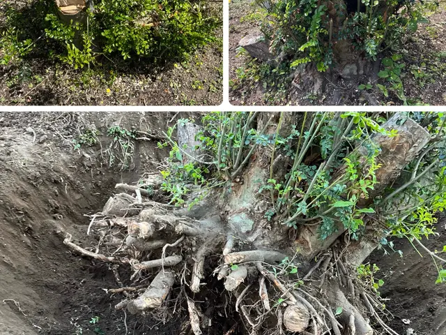 必ず私が伺います！　お庭・空き家・空き地対応可能◎　お見積もりだけでも歓迎！サービスの画像