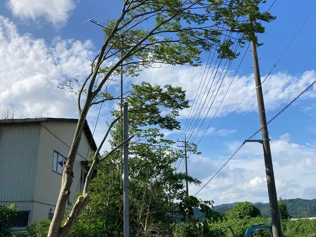 【業歴20年の経験と実績】伐採の専門業者です。どんな木でもご相談下さい！サービスの画像