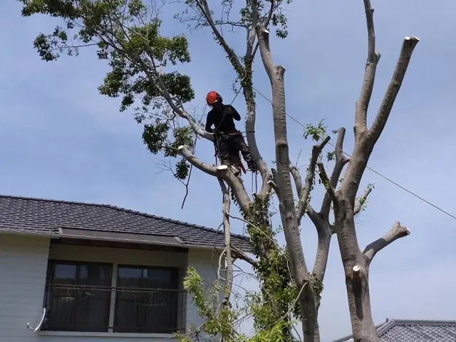 【業歴20年の経験と実績】伐採の専門業者です。どんな木でもご相談下さい！サービスの画像