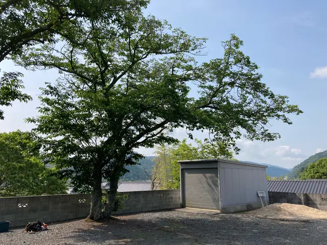 【業歴20年の経験と実績】伐採の専門業者です。どんな木でもご相談下さい！サービスの画像