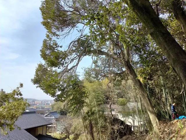 【業歴20年の経験と実績】伐採の専門業者です。どんな木でもご相談下さい！サービスの画像