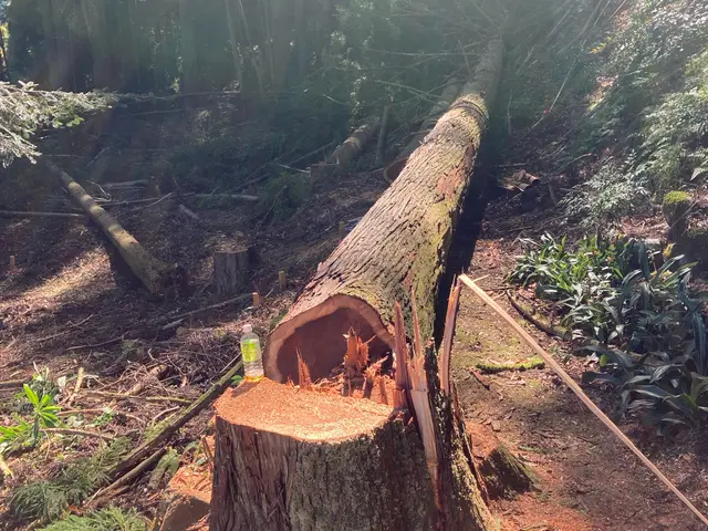 【業歴20年の経験と実績】伐採の専門業者です。どんな木でもご相談下さい！サービスの画像
