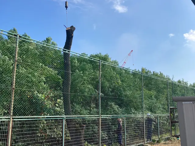 【業歴20年の経験と実績】伐採の専門業者です。どんな木でもご相談下さい！サービスの画像