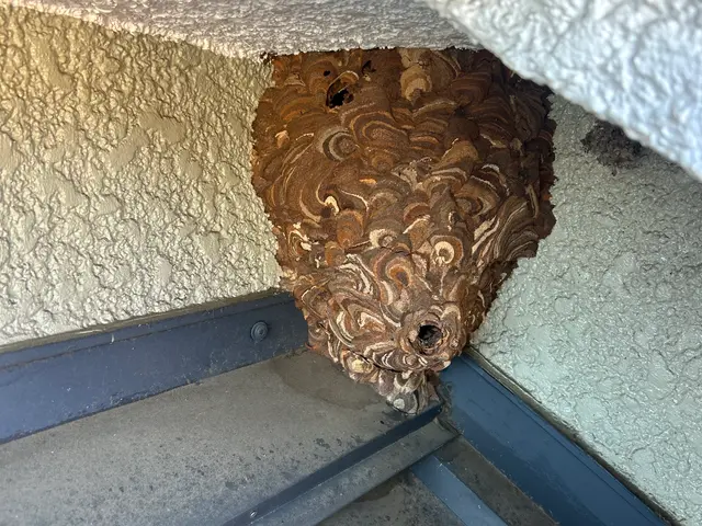 蜂の巣駆除サービスの画像