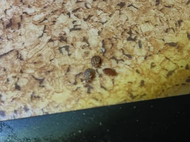 【必ず完全駆除】お子様やペットに安全な薬剤を使用！トコジラミプロにお任せくださいサービスの画像