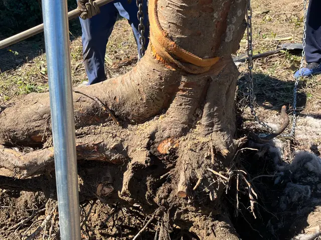 【伐採・抜根、1本から】予約から施工まで100％自社対応【女性スタッフ同行可】サービスの画像