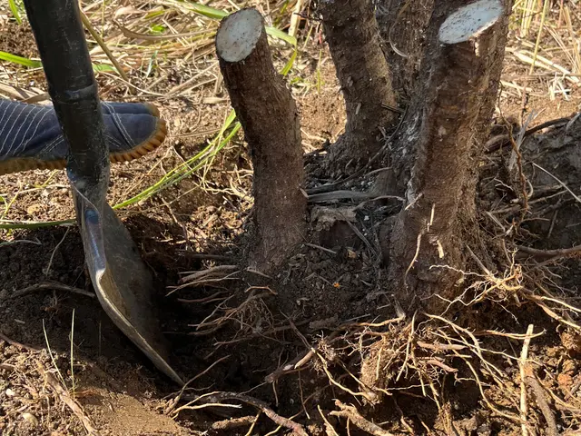 【伐採・抜根、1本から】予約から施工まで100％自社対応【女性スタッフ同行可】サービスの画像