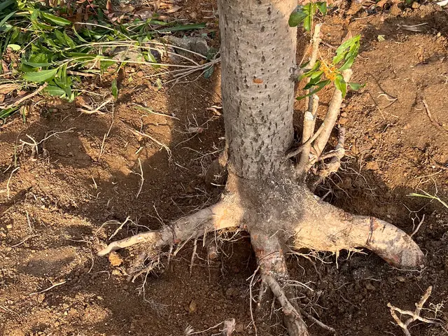 【伐採・抜根、1本から】予約から施工まで100％自社対応【女性スタッフ同行可】サービスの画像