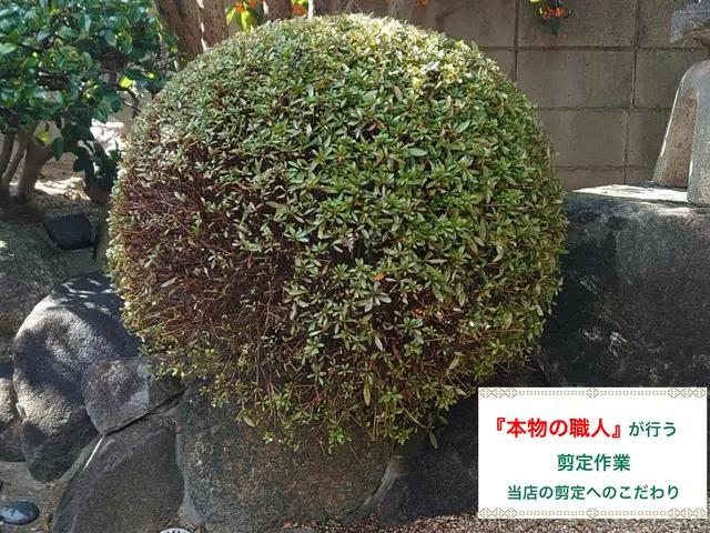 『必ず美しく剪定させて頂きます。』サービスの画像