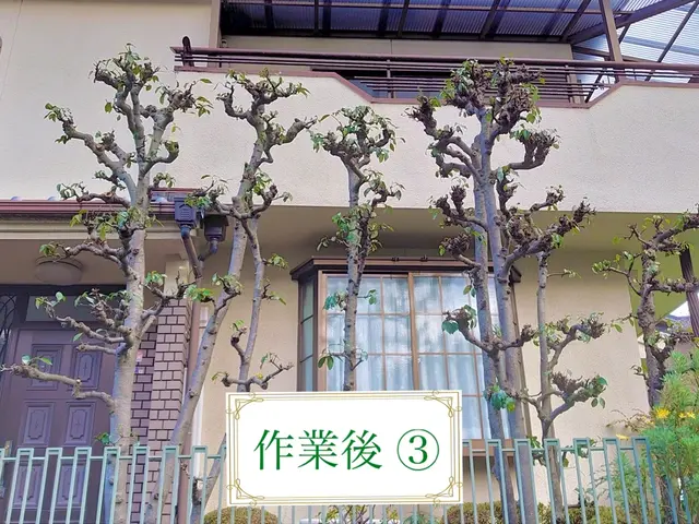 『必ず美しく剪定させて頂きます。』サービスの画像