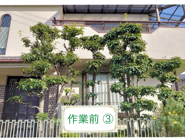 『必ず美しく剪定させて頂きます。』サービスの画像