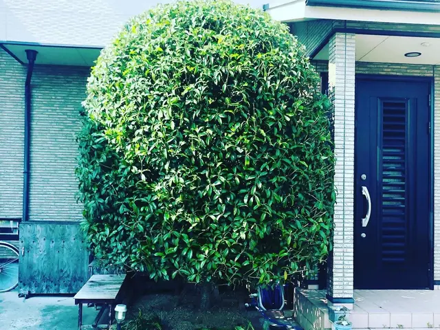 剪定、草刈り、草引き　一本からでもお断りしません！サービスの画像