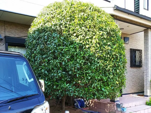 剪定、草刈り、草引き　一本からでもお断りしません！サービスの画像