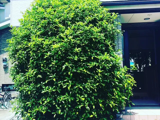 剪定、草刈り、草引き　一本からでもお断りしません！サービスの画像