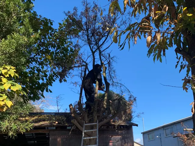女性スタッフ対応可能◎安心・快適な庭木伐採サービスサービスの画像