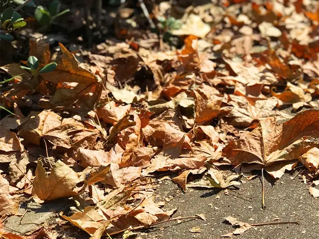 「面倒な落ち葉もプロの手でスッキリ清掃！」「徹底清掃で美景守ります！」サービスの画像