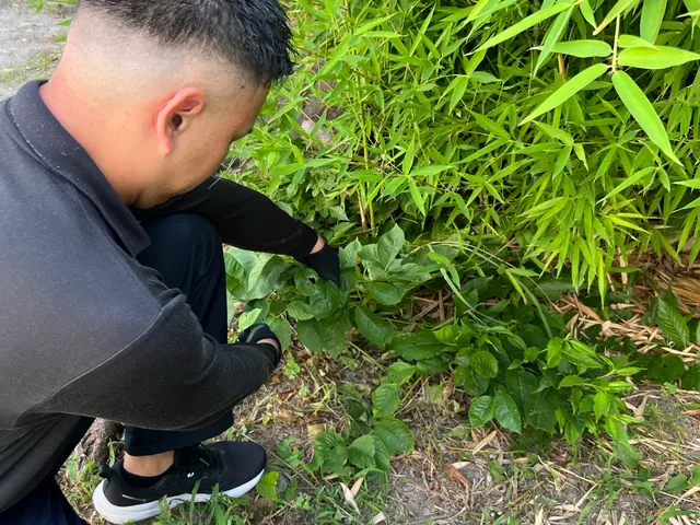 【24時間対応】面倒な草取り【スピーディー且つ丁寧にご対応致します◎】サービスの画像