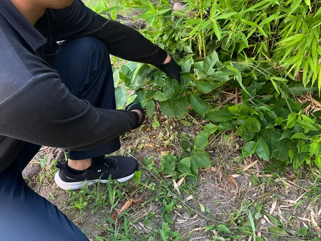 【24時間対応】面倒な草取り【スピーディー且つ丁寧にご対応致します◎】サービスの画像