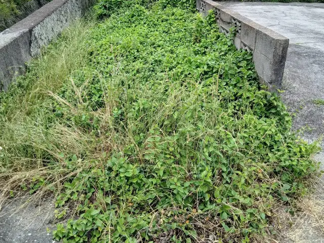 雑草があると風通しも悪いし、害虫もきます。草を切ってスッキリしましょう！サービスの画像