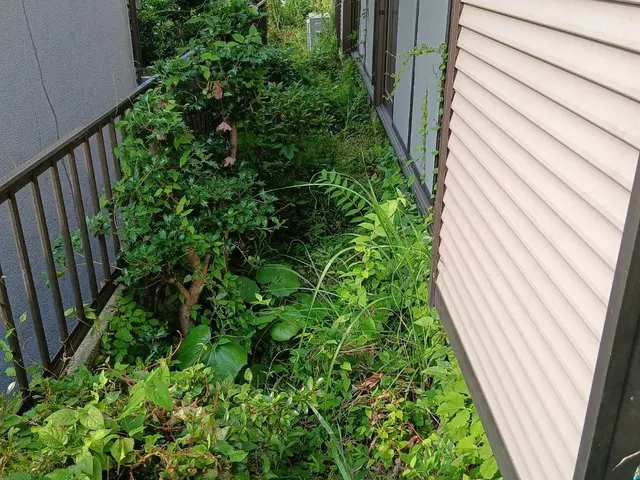 雑草があると風通しも悪いし、害虫もきます。草を切ってスッキリしましょう！サービスの画像