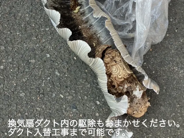 【最短当日可能】【防除作業監督者在籍】●アシナガバチ8,800円●2箇所目半額サービスの画像