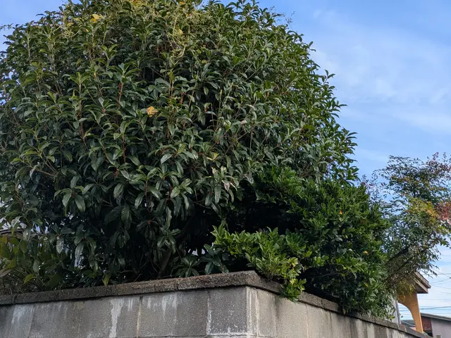 庭木の剪定、お受け致します。荒れたお庭もご相談ください。サービスの画像