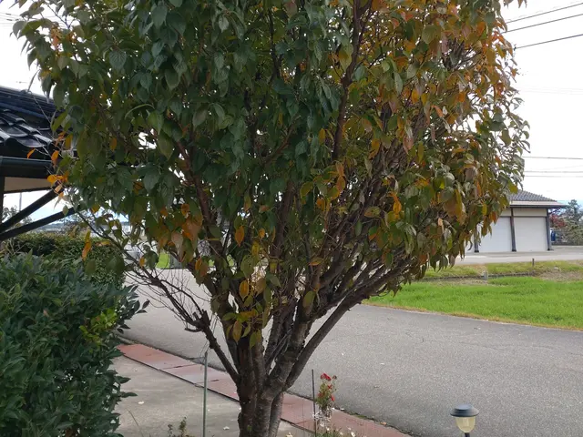 庭木の剪定、お受け致します。荒れたお庭もご相談ください。サービスの画像