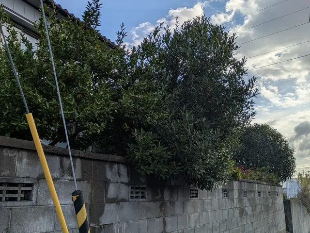 庭木の剪定、お受け致します。荒れたお庭もご相談ください。サービスの画像