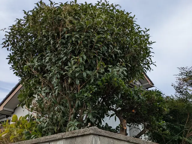 庭木の剪定、お受け致します。荒れたお庭もご相談ください。サービスの画像