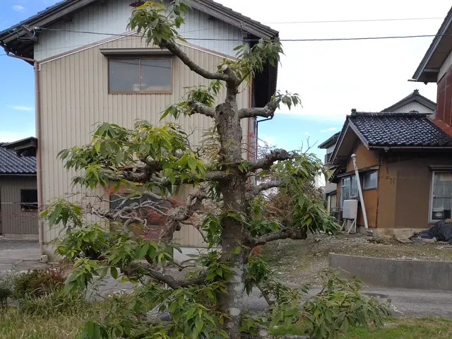 庭木の剪定、お受け致します。荒れたお庭もご相談ください。サービスの画像