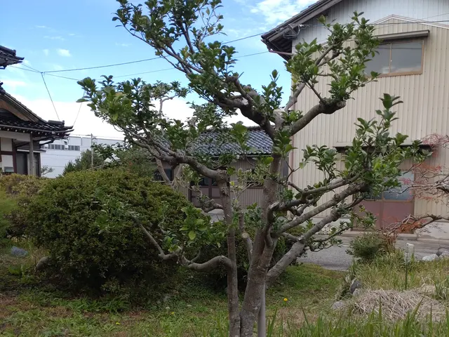 庭木の剪定、お受け致します。荒れたお庭もご相談ください。サービスの画像