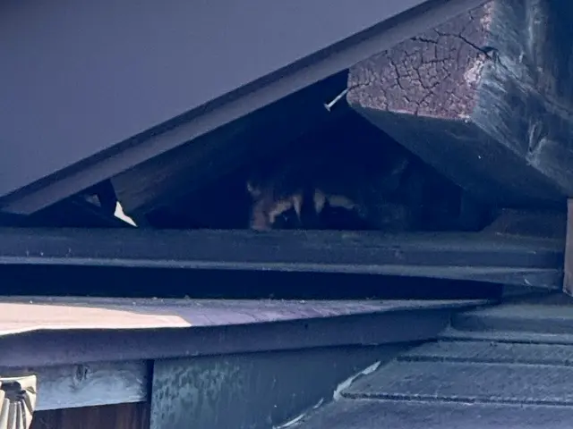 【害獣防除は屋根のプロにお任せ下さい】侵入経路をしっかり閉鎖！解決まで必ず防除！サービスの画像